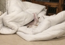 whippet puppy