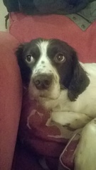 Let's see your pooches