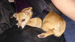 Let's see your pooches