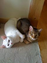 Advice for a second cat
