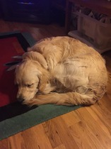 Ive had a golden retriever puppy 4 days....and changed my mind
