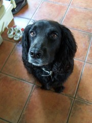 Let's see your pooches