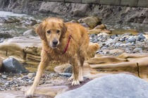 Tell me about golden retrievers please
