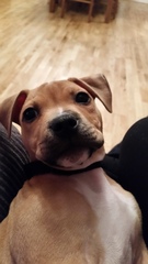 Let's see your pooches