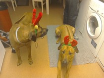 Let's see your pooches