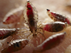 Mysterious Mites? We are desperate please help