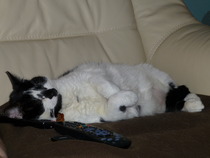 Poorly cat, worried about him