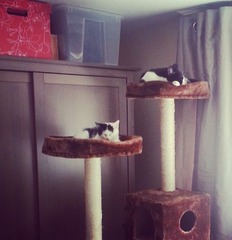 Cat trees experience please (and kitten photos)