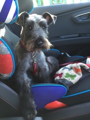 Let's see your pooches