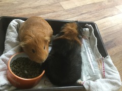 Bunny has fallen asleep in the litter tray, come share pics of your small furries!