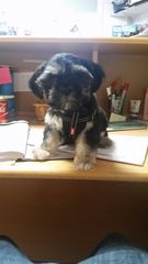 Let's see your pooches
