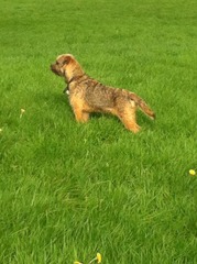 Neutering - reassure me I'm doing the right thing.