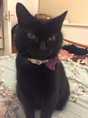 New cat owner and all I want to do is talk about her!