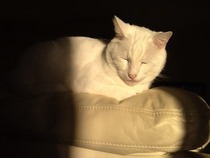 How many cats does everyone have?