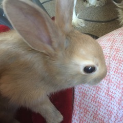 Help my rabbit is giving birth to a surprise litter!