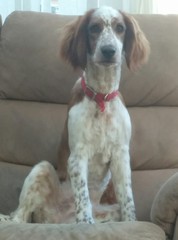 Let's see your pooches