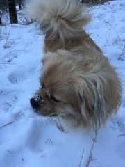 Let's see your pooches