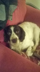 Let's see your pooches
