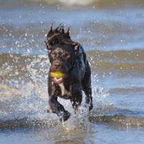 Working cocker, labrador, flat coated retriever, golden retriever