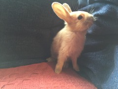 Help my rabbit is giving birth to a surprise litter!