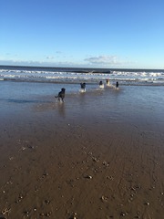 Let's see your pooches