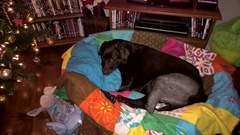 Let's see your pooches