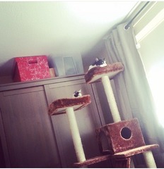 Cat trees experience please (and kitten photos)