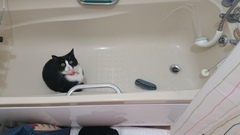 How many cats does everyone have?