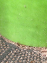 What are these things?