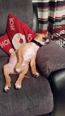 Let's see your pooches