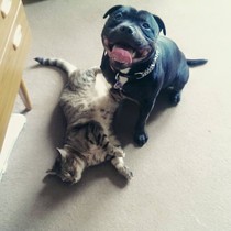 Let's see your pooches