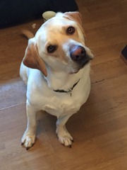 Let's see your pooches