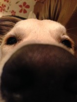 Ive had a golden retriever puppy 4 days....and changed my mind