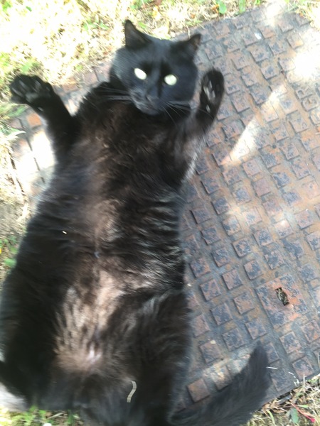 Black Cat Appreciation Thread