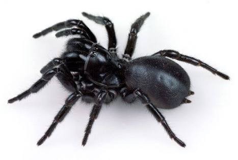 To want my front door back? **Warning: spider pictures from the outset!** title edited by MNHQ