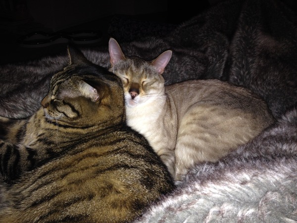 Adoration