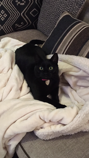 Choosing a rescue cat