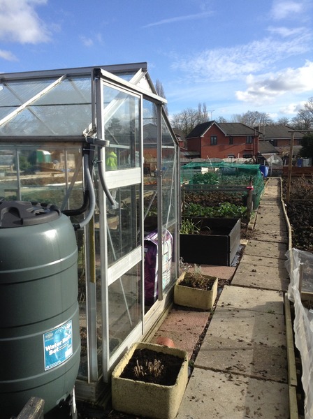Allotment /Veg patch  thread 4 "Lettuce and Peppers and Pears OH MY!"