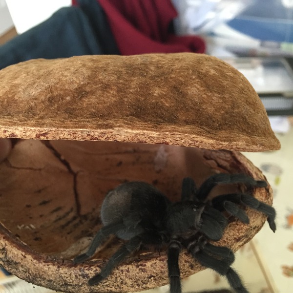 To want my front door back? **Warning: spider pictures from the outset!** title edited by MNHQ