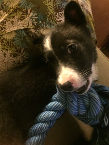 Anyone feel like a puppy support thread?