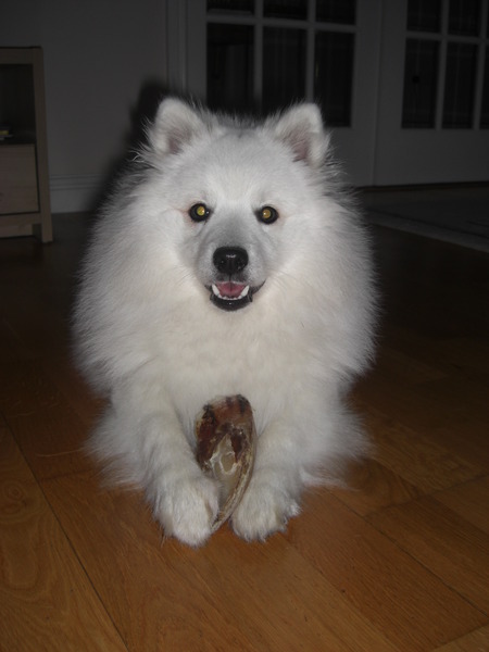 Tell us your stories about choosing a pet for a chance to win a £100 voucher for a pet shop of your choice