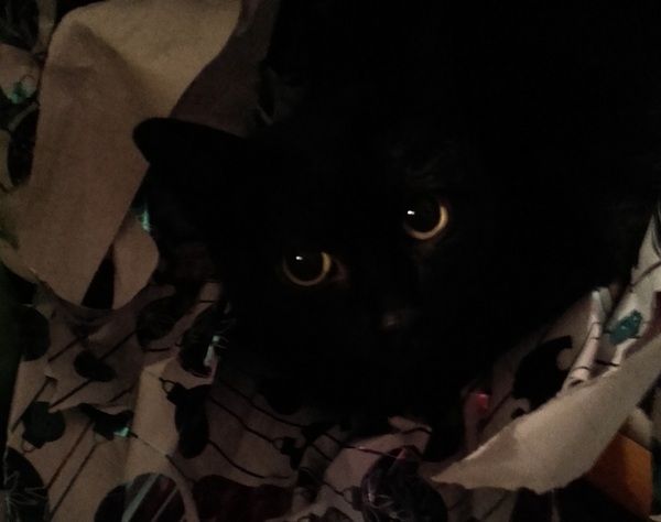 To adopt a cat (again)?