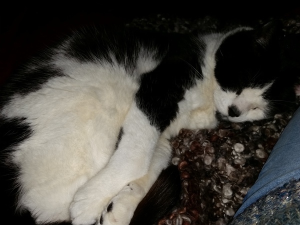 help! rescue cat is bitey bastard
