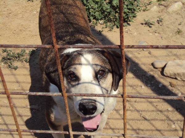 Tell us your stories about choosing a pet for a chance to win a £100 voucher for a pet shop of your choice