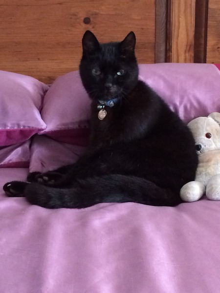 Black Cat Appreciation Thread