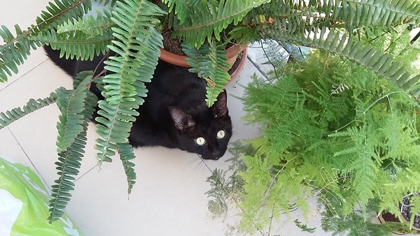 Black Cat Appreciation Thread