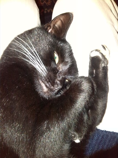 Black Cat Appreciation Thread