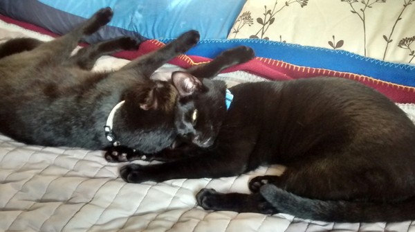 Black Cat Appreciation Thread