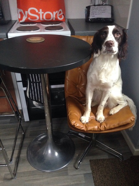 Tell us your stories about choosing a pet for a chance to win a £100 voucher for a pet shop of your choice