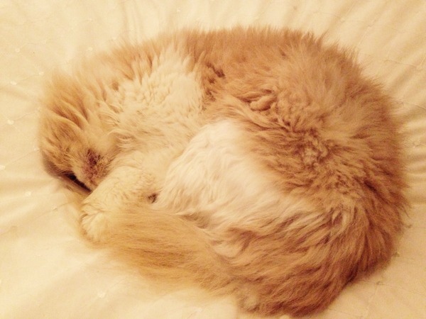 How many cats does everyone have?